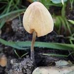 Lederblasses Samthäubchen, Foto 7