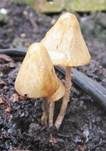 Lederblasses Samthäubchen, Foto 11
