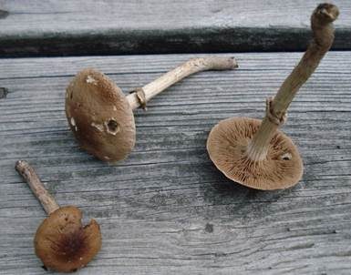 Lederbrauner Ackerling, Foto 4