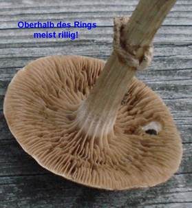 Lederbrauner Ackerling, Foto 5
