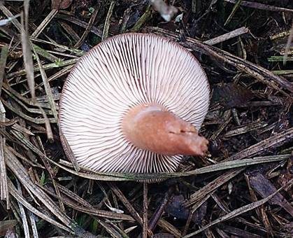 Lederbrauner Milchling, Foto 2