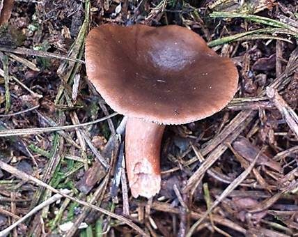 Lederbrauner Milchling, Foto 3