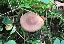 Lederbrauner Milchling, Foto 7