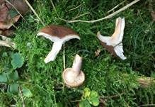 Lederbrauner Milchling, Foto 9