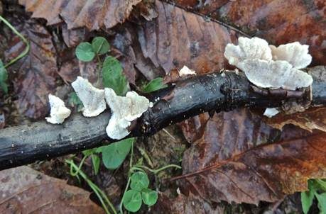 Bitterer Saftporling, Foto 4