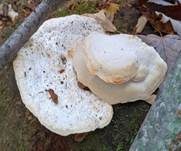 Bitterer Saftporling, Foto 11