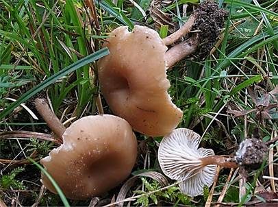 Ledergelber Nabeling, Foto 2