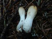 Ledergelbes Pustelkeulchen, Foto 9