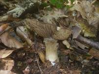 Bitterer Schleimkopf, Foto 21