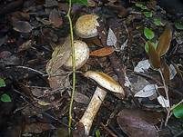 Bitterer Schleimkopf, Foto 26