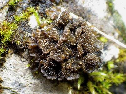 Leimflechte Auriforme, Foto 2