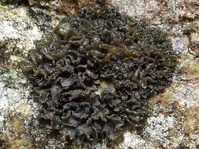 Leimflechte Auriforme, Foto 3