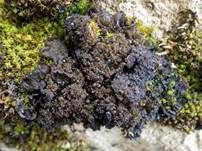 Leimflechte Auriforme, Foto 12