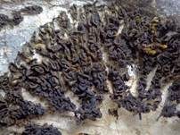 Leimflechte Auriforme, Foto 6