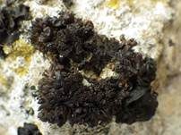 Leimflechte Auriforme, Foto 7