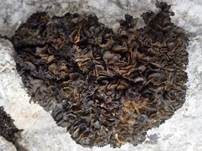 Leimflechte Auriforme, Foto 10