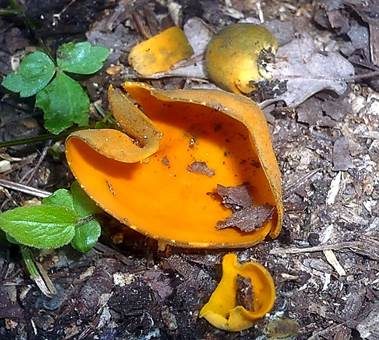 Leuchtender Prachtbecherling, Foto 2