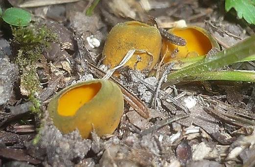 Leuchtender Prachtbecherling, Foto 3