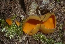 Leuchtender Prachtbecherling, Foto 7