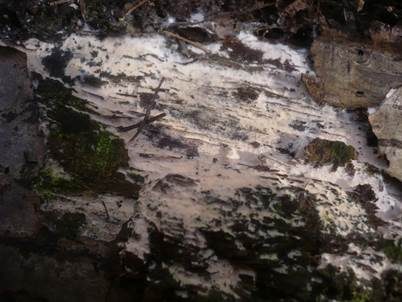 Leuchtender Rosarindenpilz, Foto 4