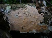 Leuchtender Rosarindenpilz, Foto 7