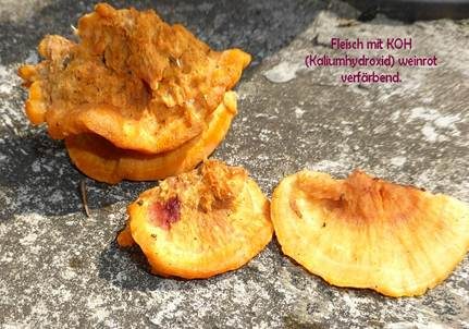 Leuchtender Weichporling, Foto 3