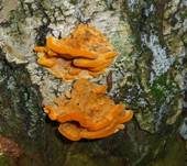 Leuchtender Weichporling, Foto 16