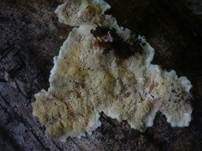 Leuchtender Weichporling, Foto 23