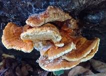 Leuchtender Weichporling, Foto 10