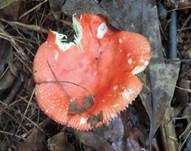 Leuchtendroter Täubling, Foto 6