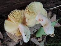 Leuchtendroter Täubling, Foto 11