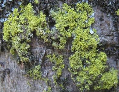 Leuchterflechte, Foto 5