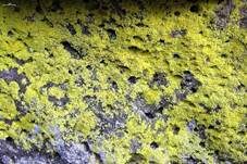 Leuchtflechte, Foto 5