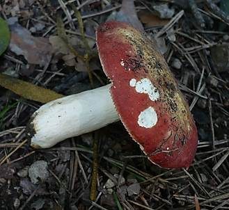 Bitterer Zinnobertäubling, Foto 2