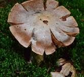 Lila Dickfuß, Foto 12