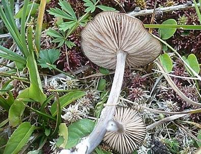 Lilablauer Nabelrötling, Foto 3