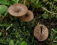 Lilagrauer Nabelrötling, Foto 7