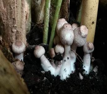 Lilaschuppiger Faltenschirmling, Foto 3