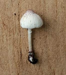 Lilaschuppiger Faltenschirmling, Foto 5