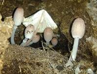 Lilaschuppiger Faltenschirmling, Foto 7