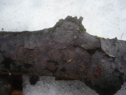 Linden-Zystidenrindenpilz, Foto 3