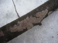 Linden-Zystidenrindenpilz, Foto 7