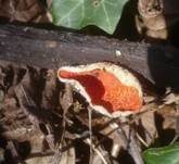 Linden-Kelchbecherling, Foto 5