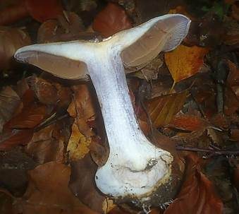 Bitterlicher Klumpfuß, Foto 4
