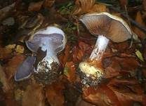 Bitterlicher Klumpfuß, Foto 5