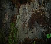 Lockerflockige Traubenbasidie, Foto 6