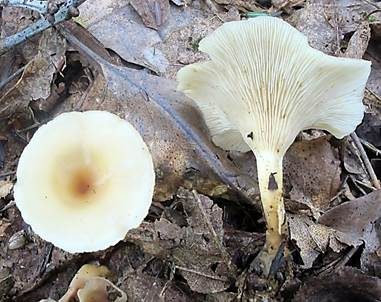 Bitterlicher Trichterling, Foto 2