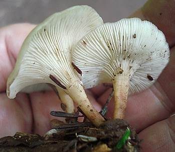 Bitterlicher Trichterling, Foto 4