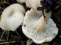 Bitterlicher Trichterling, Foto 7