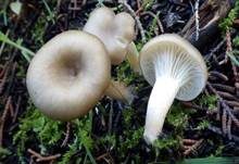 Bitterlicher Trichterling, Foto 9